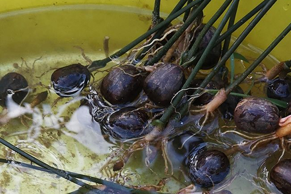 Gumos schema Hainane, Kinijoje nuo sėklų iki derliaus nuėmimo gumos
